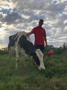 Milch aus der Region Gouda
