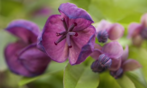 Die Akebie ist Pate der Akebia Bio-Becher