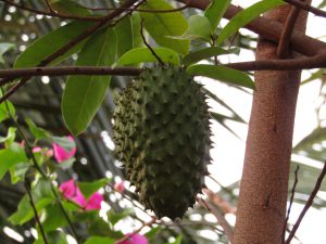 Exotische Guanabana Frucht