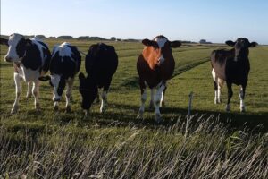 Eigene Milch für Fahrer Hofeis