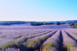 Lavendel_Felder_Frankreich