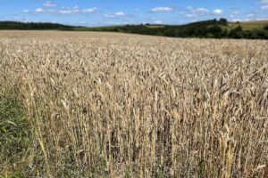 Weizenfeld Xiti Strohhalme