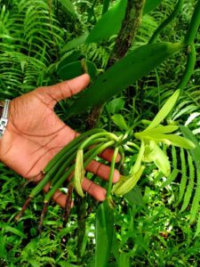 Vanille Bestäubung GEBAS