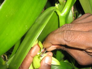 Vanille Bestäubung GEBAS